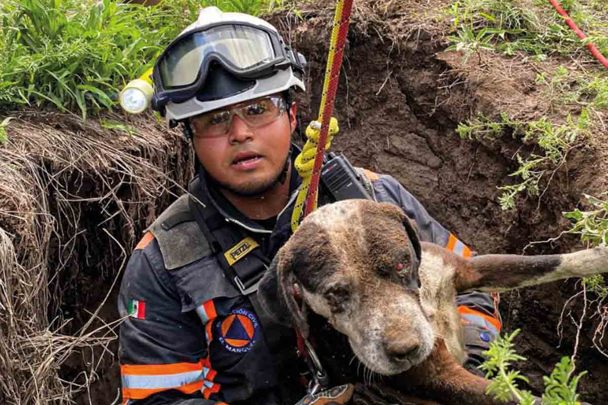 Centro de Atención Animal y Protección Civil rescatan perrito dentro de un pozo